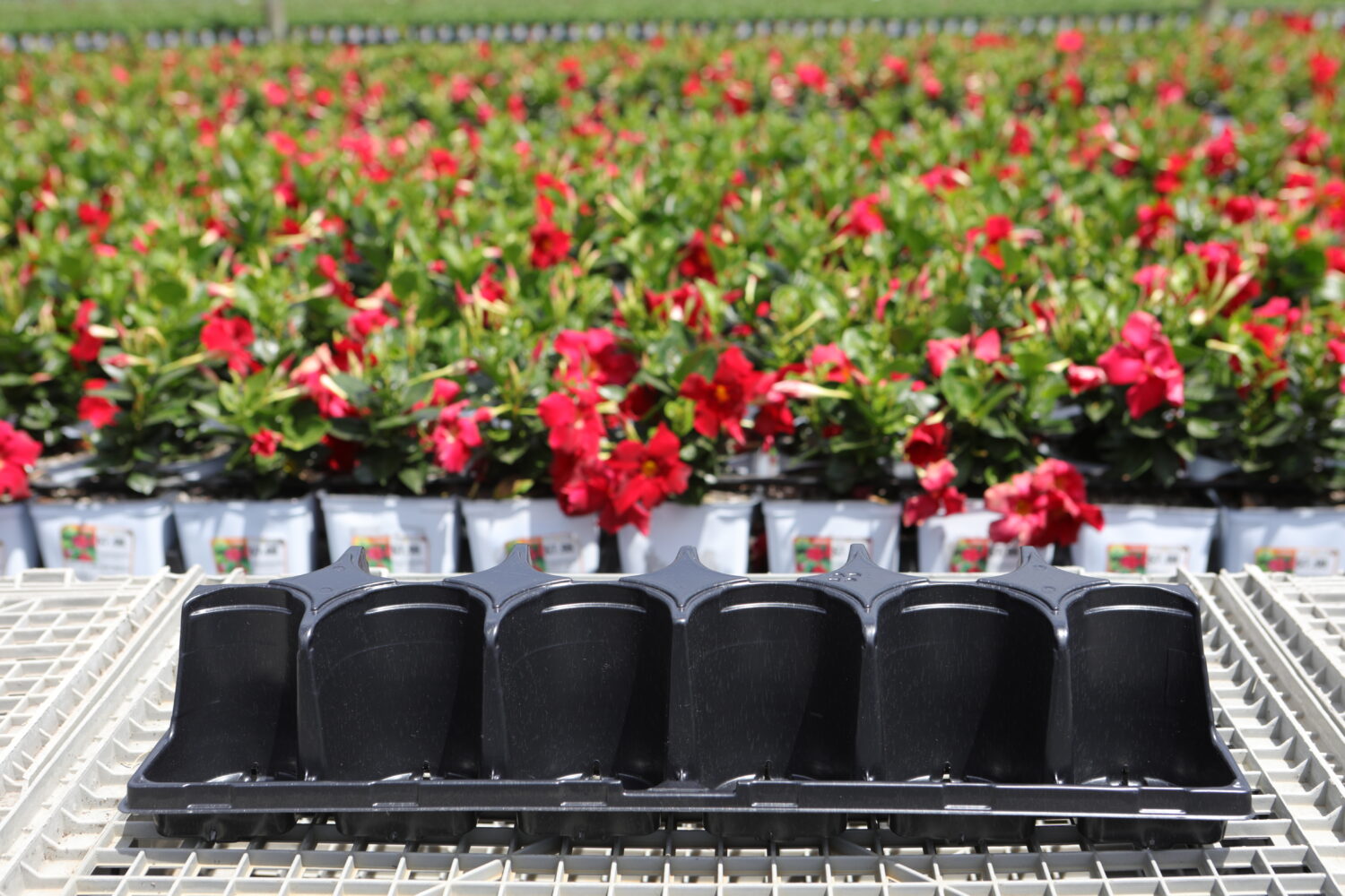 3D 1 Pint-12 Fill tray