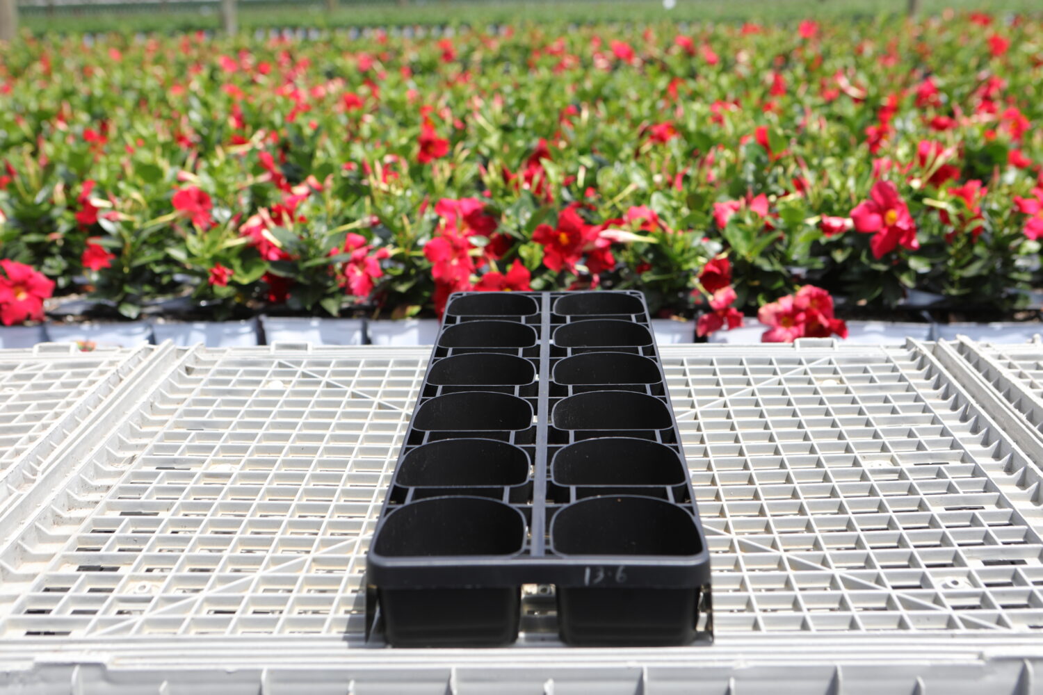 3D 1 Pint-12 Fill tray IM