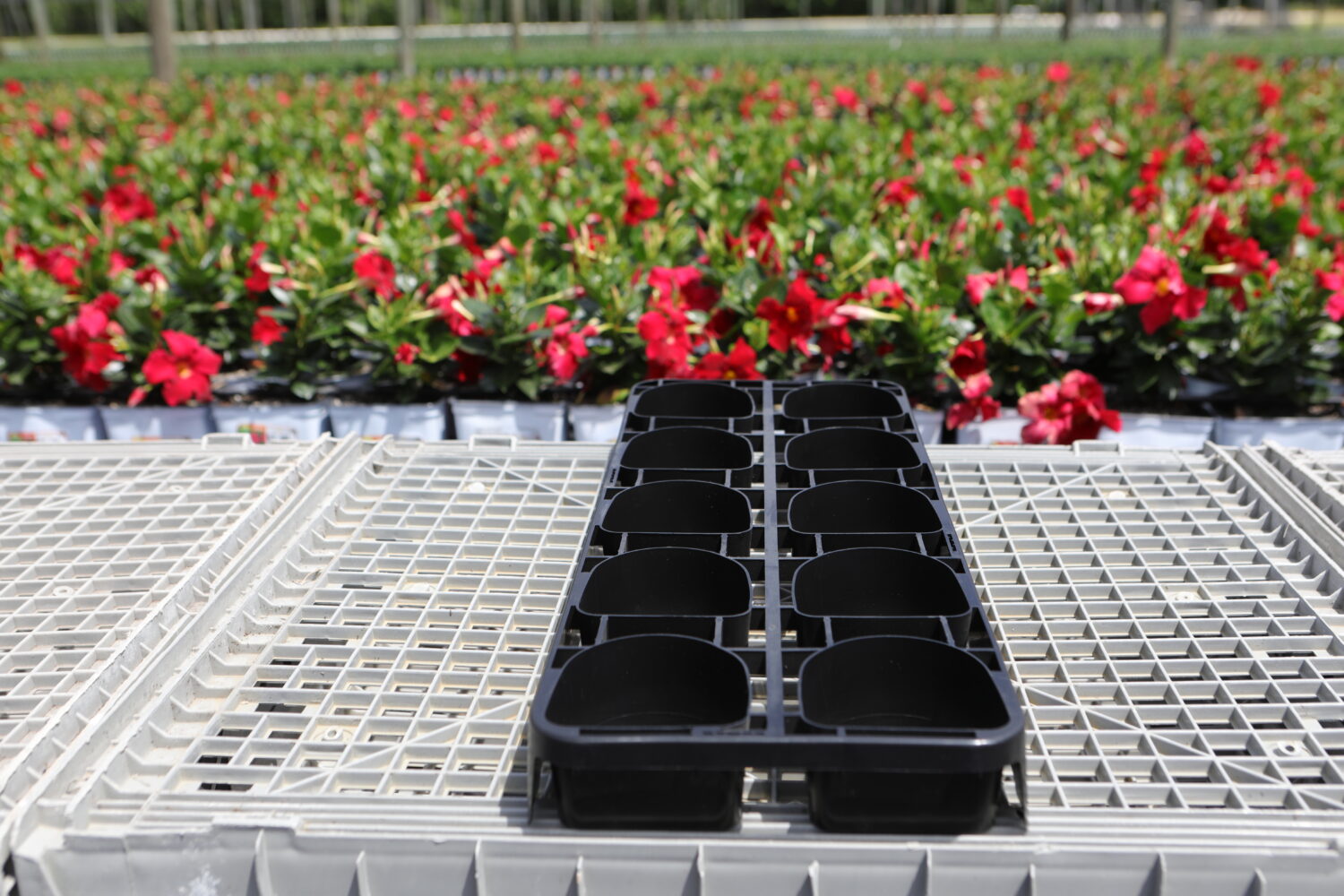 3D 1 QT-10 Fill tray IM